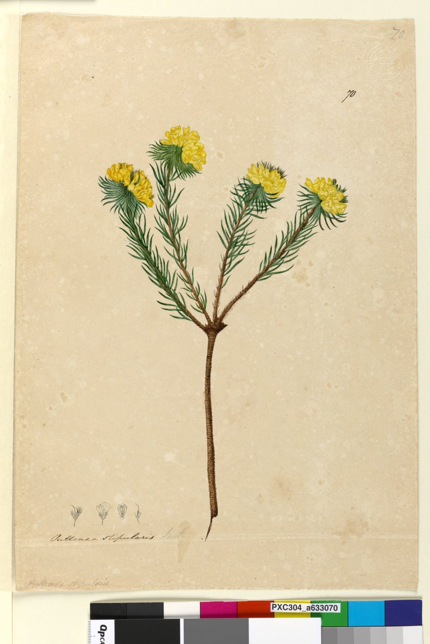 Sida 70. Pultenaea stipularis, c.1803-06 (toalett, penna, bläck och penna) av John William Lewin