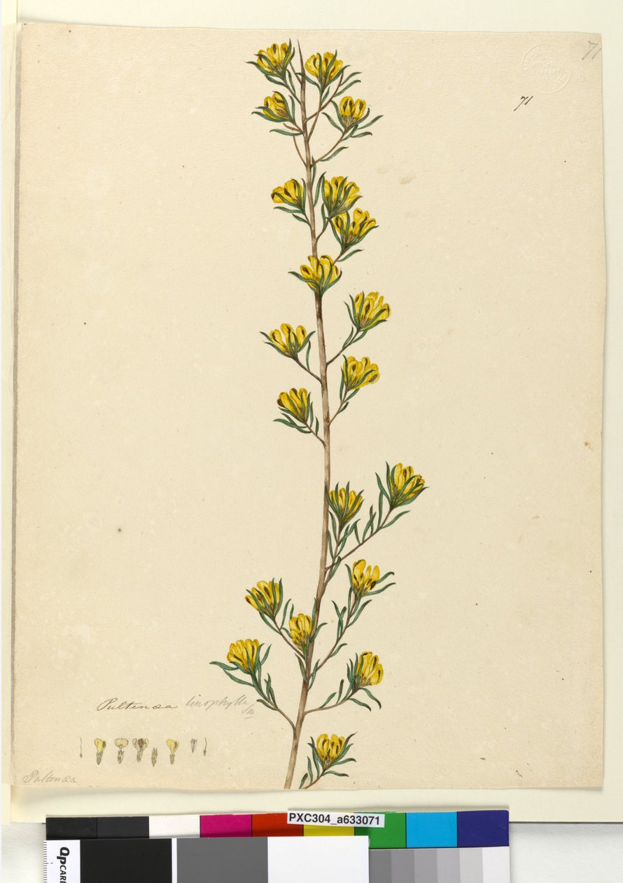 Sida 71. Pultenaea linophylla, c.1803-06 (wc, penna, bläck och penna) av John William Lewin