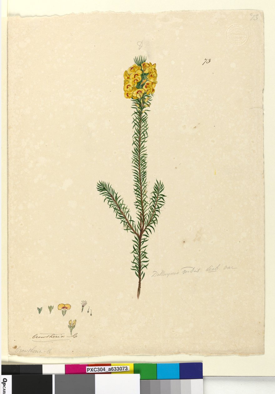 Sida 73. Dillwynia rubis?, c.1803-06 (wc, penna, bläck och penna) av John William Lewin