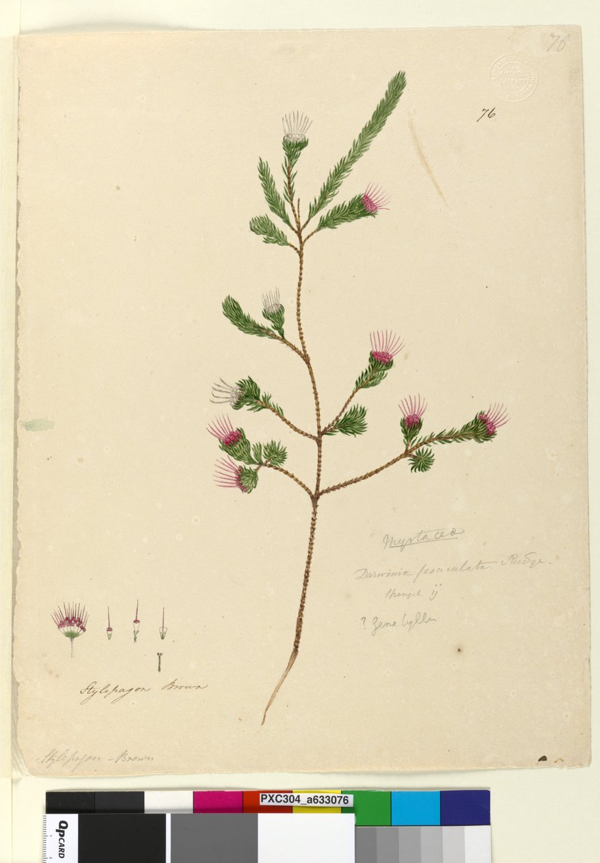 Sida 76. Darwinia fascicularis, c.1803-06 (wc, penna, bläck och penna) av John William Lewin