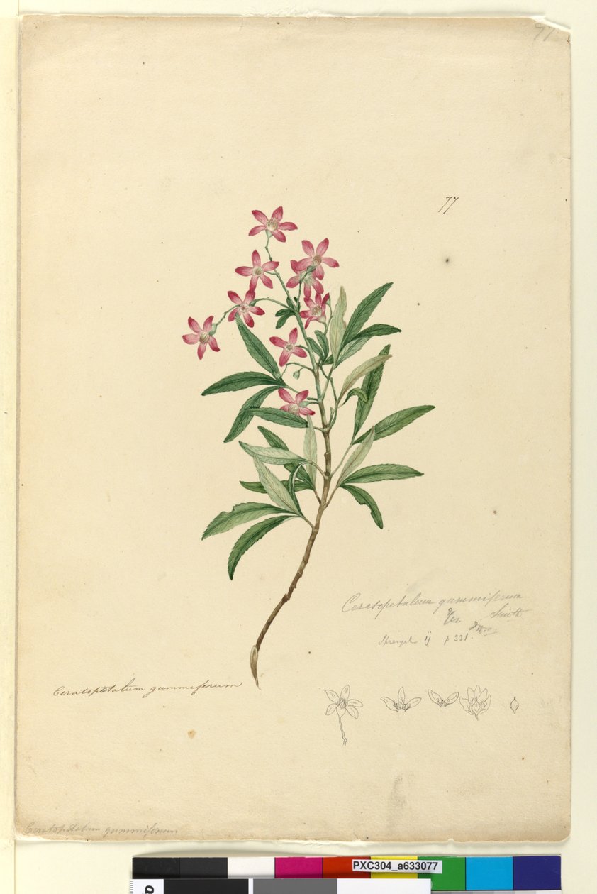 Sida 77. Ceratopetalum gummiferum, c.1803-06 (wc, penna, bläck och penna) av John William Lewin