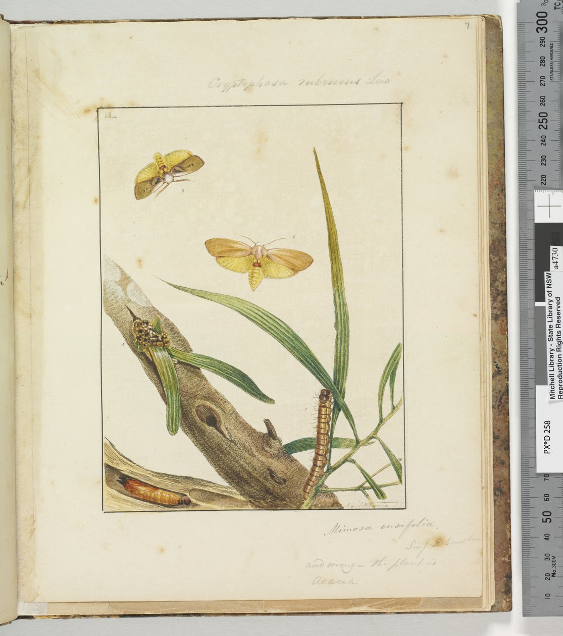 Sida 7. Pl.2 Cryptophasa Rebescens Lew, 1803-04 (handfärgade etstryck) av John William Lewin