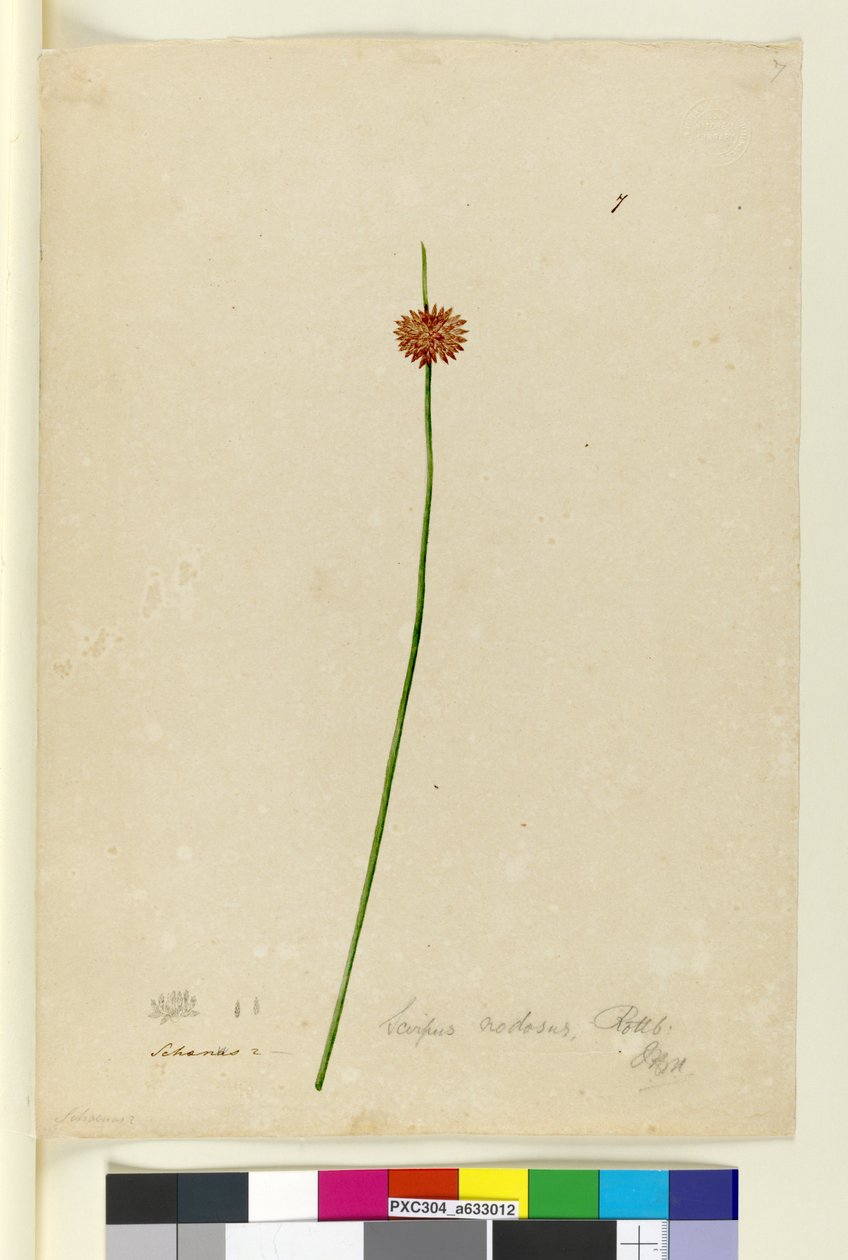 Sida 7. Scirpus nodosus, c.1803-06 (wc, penna, bläck och penna) av John William Lewin