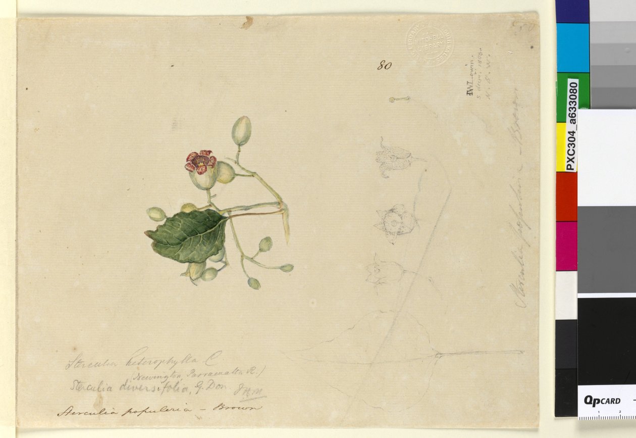 Sida 80. Sterculia diversifolia, c.1803-06 (wc, penna, bläck och penna) av John William Lewin
