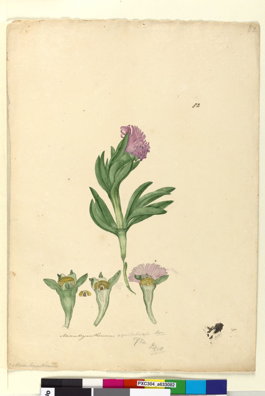 Sida 82. Mesembryanthemum aequilaterale, c.1803-06 (wc, penna, bläck och penna) av John William Lewin