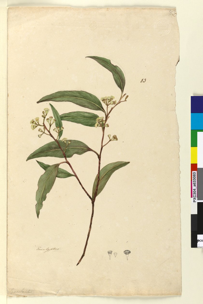 Sida 83. Eucalyptus, c.1803-06 (wc, penna, bläck och penna) av John William Lewin