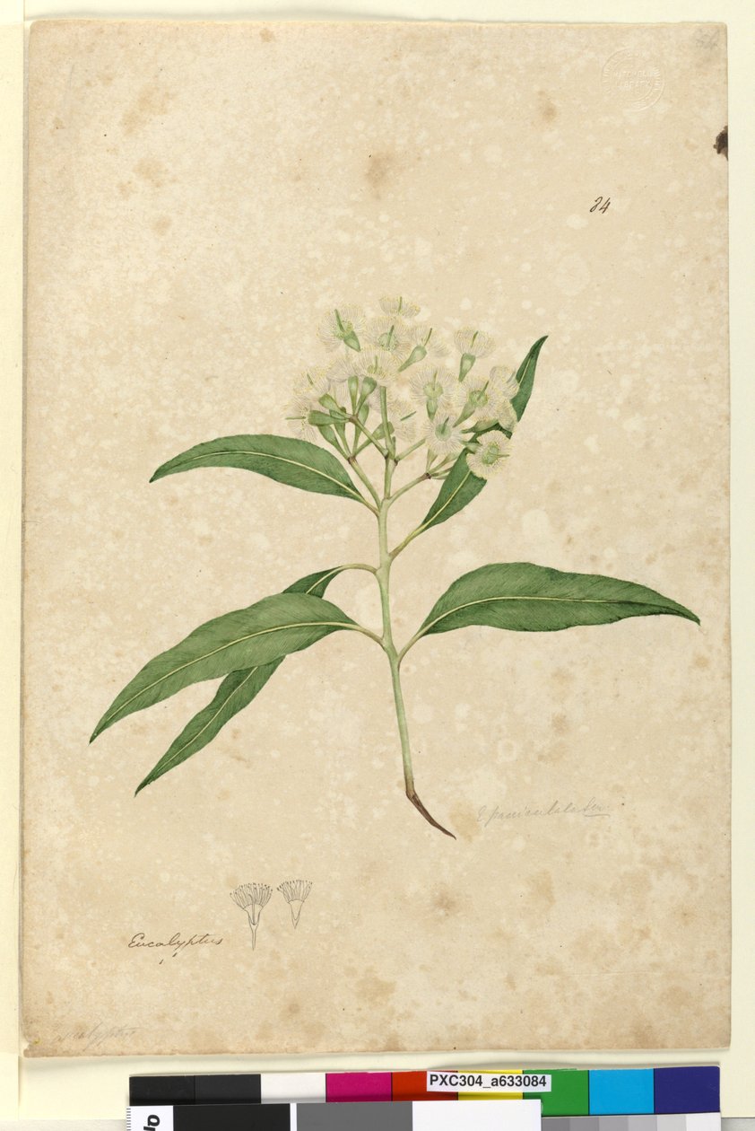 Sida 84. Eucalyptus paniculata, c.1803-06 (wc, penna, bläck och penna) av John William Lewin
