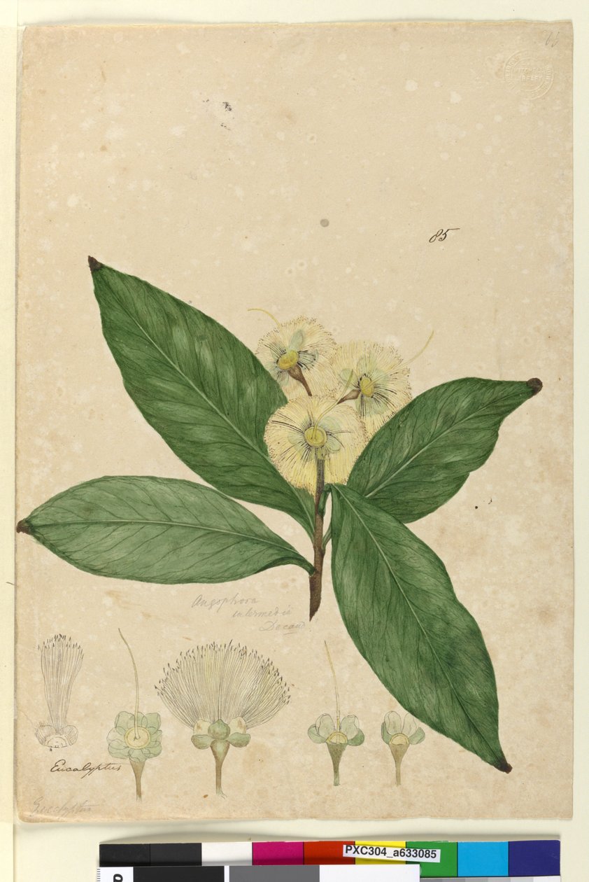 Sida 85. Angophora intermedia, c.1803-06 (wc, penna, bläck och penna) av John William Lewin