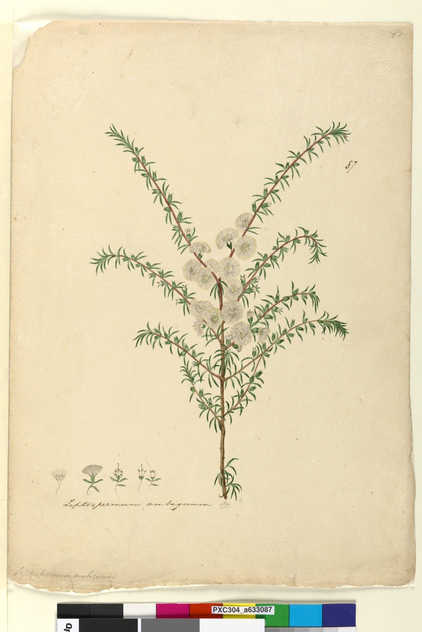 Sida 87. Leptospermum ambiguum, c.1803-06 (wc, penna, bläck och penna) av John William Lewin