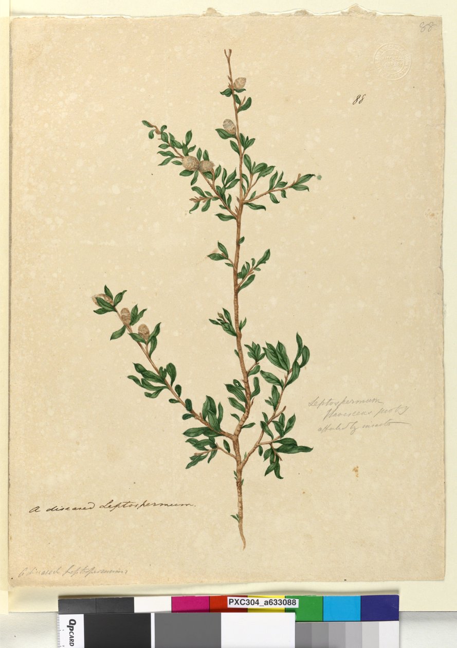 Sida 88. Leptospermum flavescens, c.1803-06 (wc, penna, bläck och penna) av John William Lewin