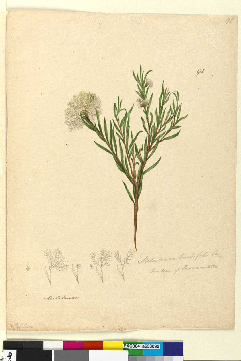 Sida 92. Melaleuca linariifolia, c.1803-06 (wc, penna, bläck och penna) av John William Lewin