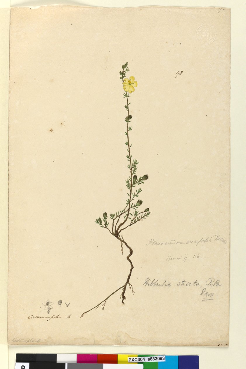 Sida 93. Hibbertia stricta, c.1803-06 (wc, penna, bläck och penna) av John William Lewin