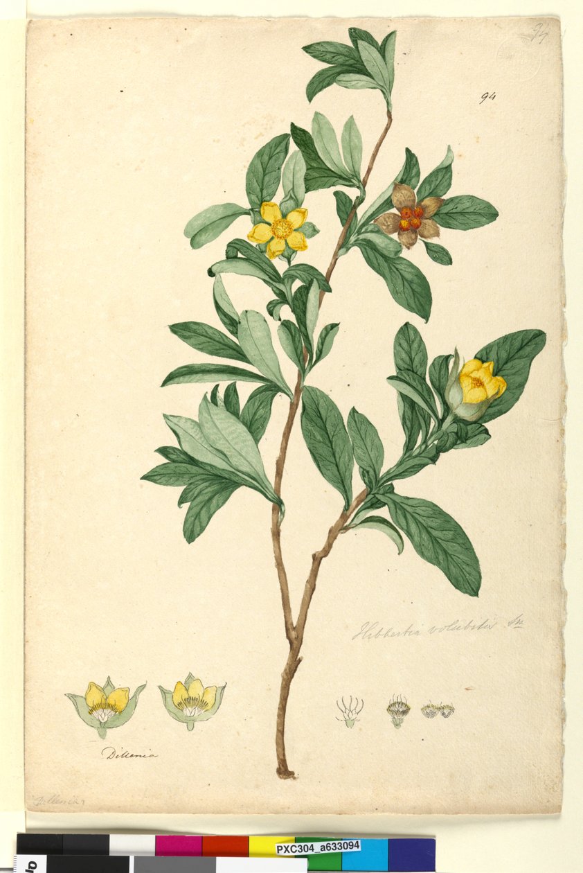 Sida 94. Hibbertia volubilis syn. Hibbertia scandens, c.1803-06 (wc, penna, bläck och penna) av John William Lewin