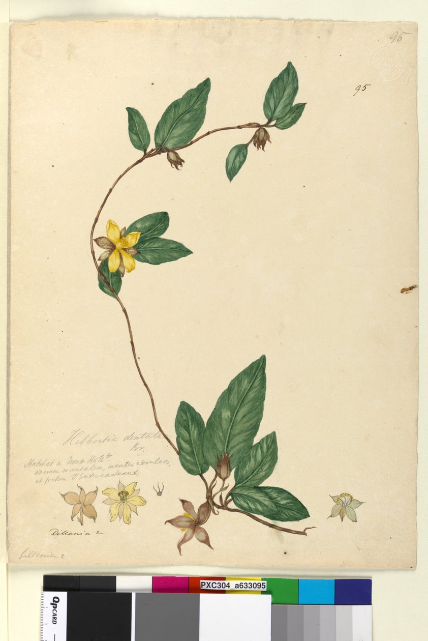 Sida 95. Hibbertia dentata, c.1803-06 (wc, penna, bläck och penna) av John William Lewin