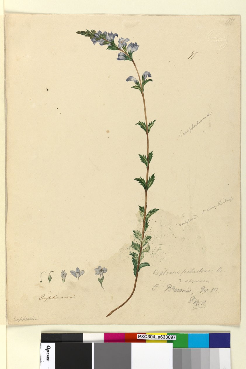 Sida 97. Euphrasia paludosa, c.1803-06 (wc, penna, bläck och penna) av John William Lewin