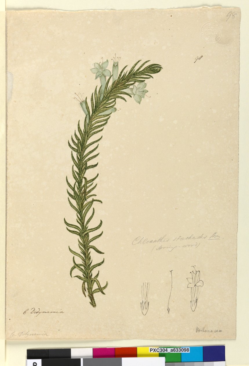 Sida 98. Chloanthes stoechadis, c.1803-06 (wc, penna, bläck och penna) av John William Lewin