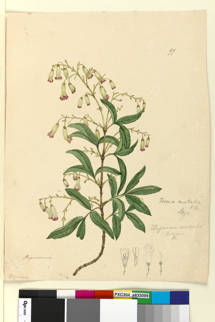 Sida 99. Bignonia australisPandorea pandorana, c.1803-06 (wc, penna, bläck och penna) av John William Lewin