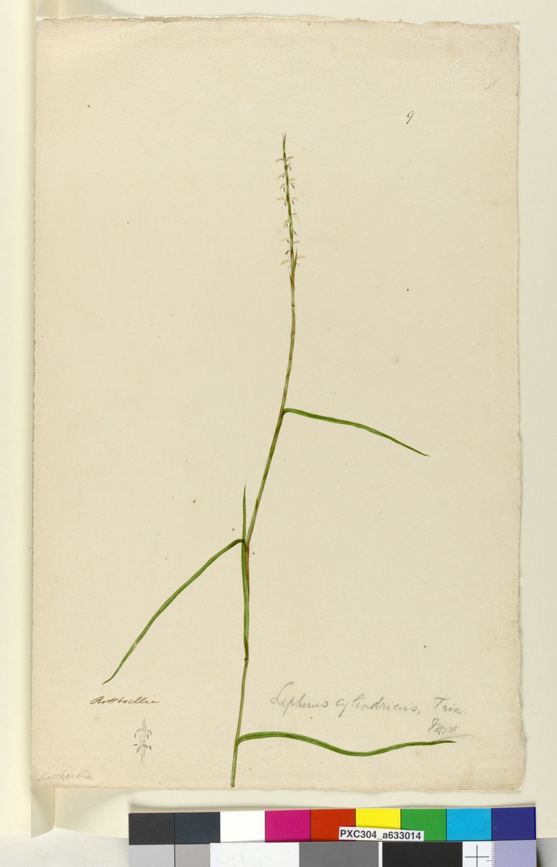 Sida 9. Lepturus cylindricus, c.1803-06 (wc, penna, bläck och penna) av John William Lewin