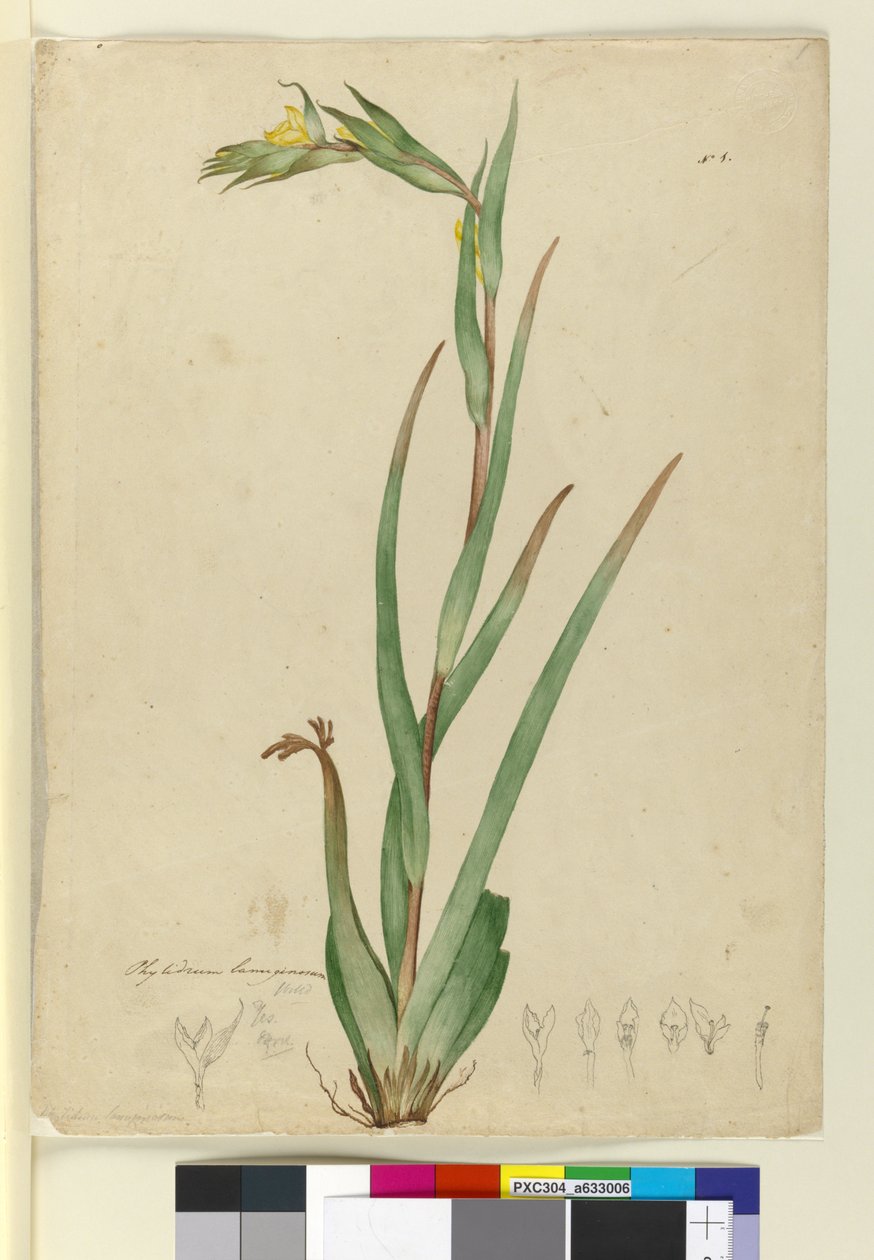 l. Phylidrum lanuginosum, c.1803-06 (wc, penna, bläck och penna) av John William Lewin