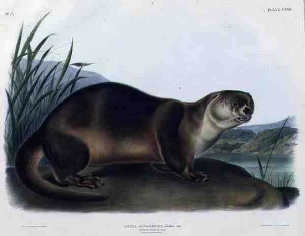 Lutra Canadensis eller Lataxina Mollis (Canada Otter), plåt 122 från 