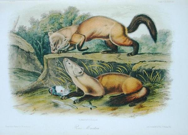 Pine Marten, tallrik 138 från 