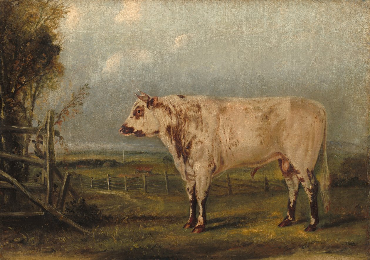 En ung tjur av John Woodhouse Audubon