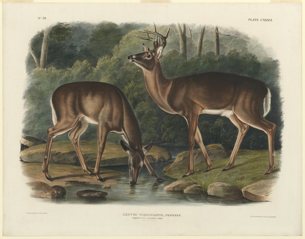 Virginia rådjur av John Woodhouse Audubon