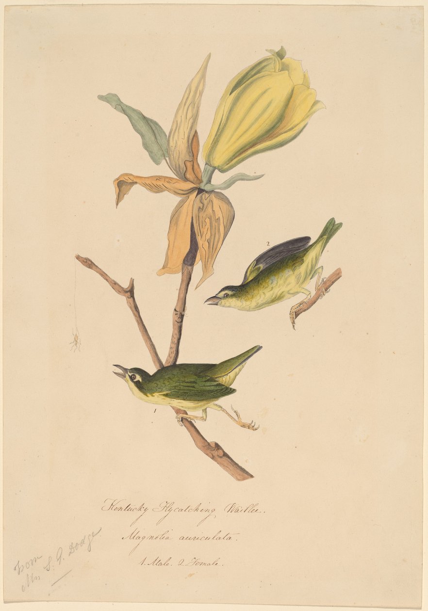 Kentucky flugfångande sångare av John Woodhouse Audubon