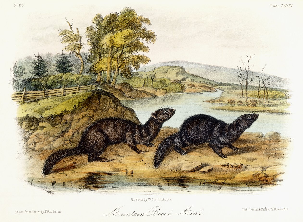 Mountain Brook Mink, ca 1849-1854 av John Woodhouse Audubon