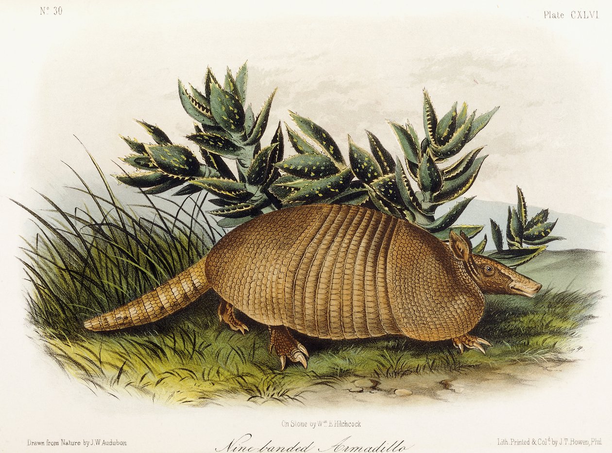 Niobandad bältdjur, 1849-1854 av John Woodhouse Audubon