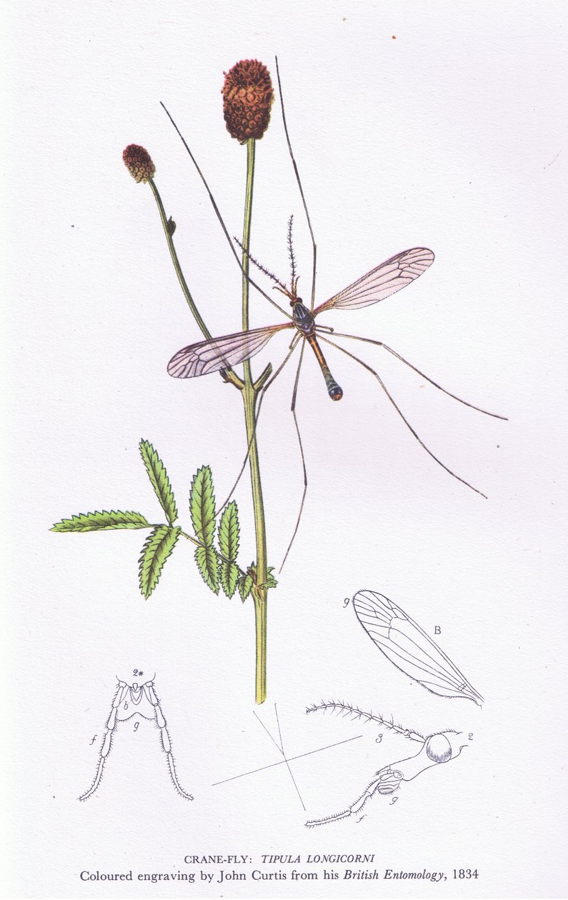 Crane Fly, Nature in Britain publicerad av Collins, 1946 av John after Curtis