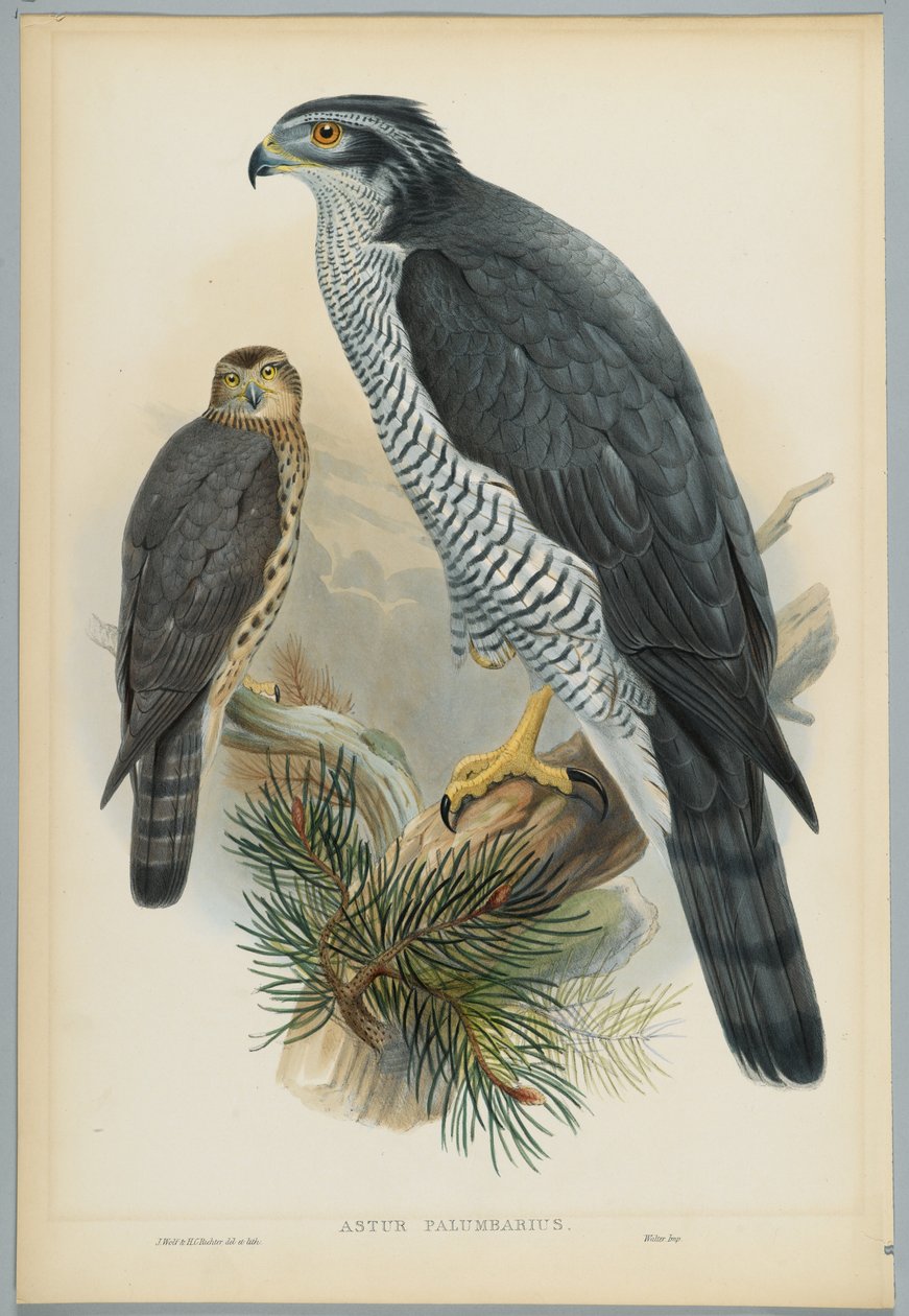Astur Palumbarius - Goshawk, tecknad av J. Wolf, graverad av H. C. Richter av John after Gould