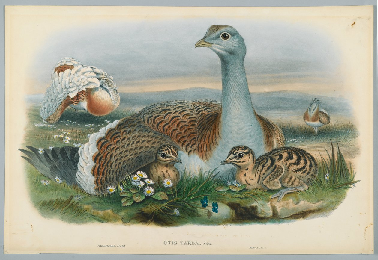 Otis Torda - Stor bustard, tecknad av J. Wolf, graverad av H. C. Richter av John after Gould