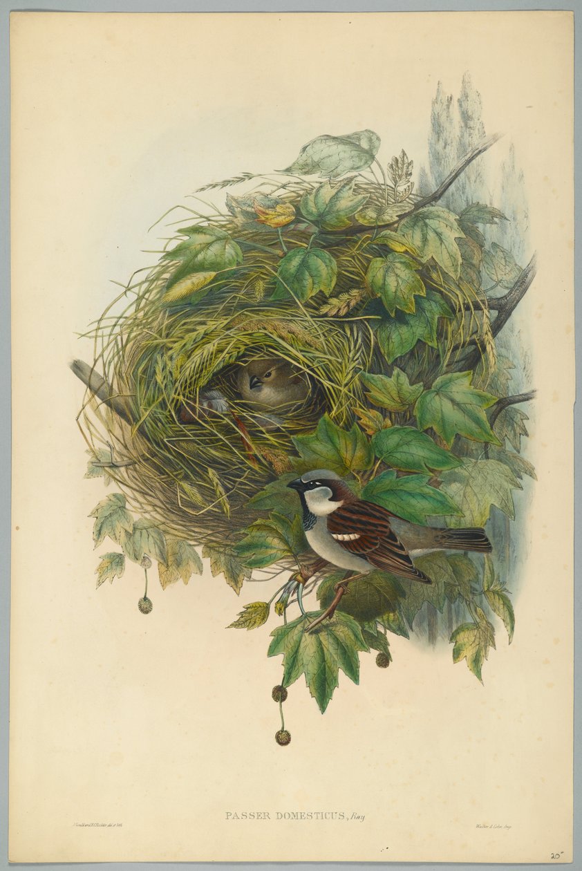Passer Domesticus - Gemensam gråsparv, graverad av H. C. Richter av John after Gould