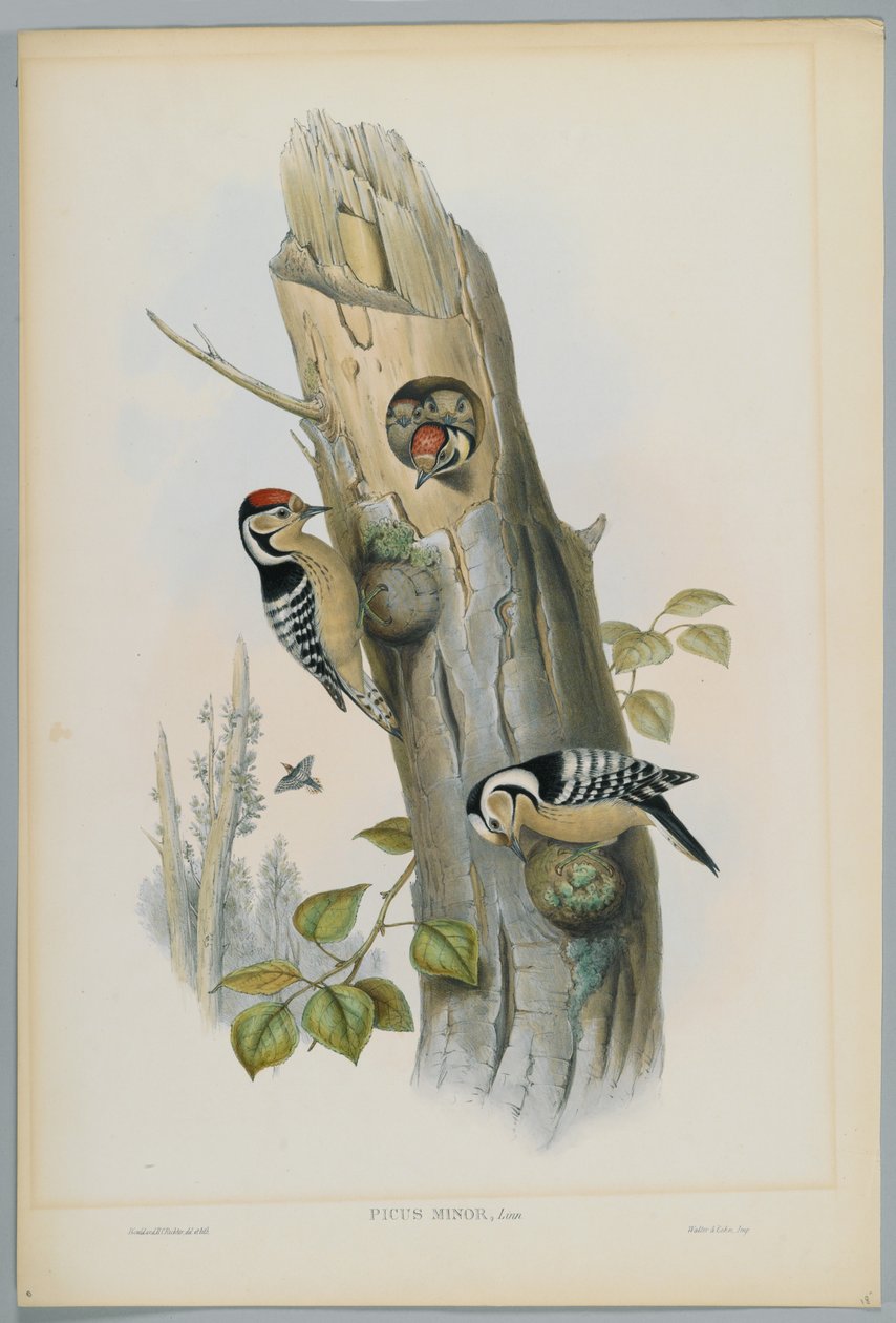 Picus Minor - mindre hackspett, graverad av H. C. Richter av John after Gould