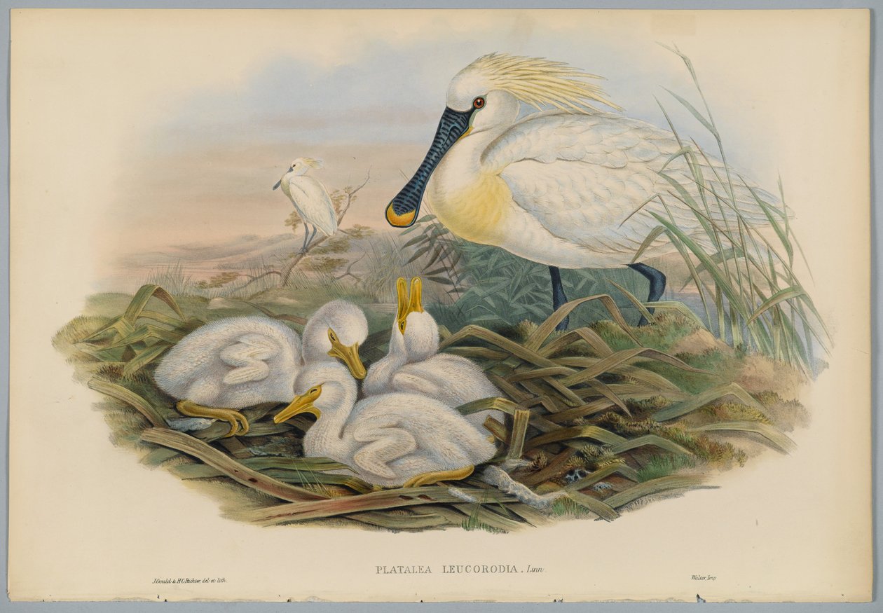Platalea Leucorodia - Skednäbb och ung, graverad av H. C. Richter av John after Gould