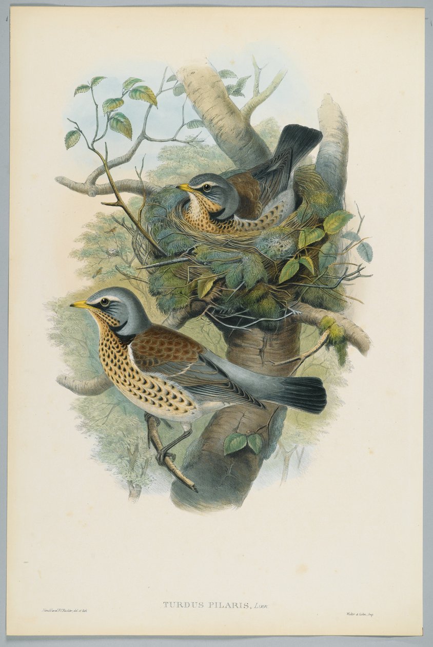 Turdus Pilarus - Entrast, graverad av H. C. Richter av John after Gould