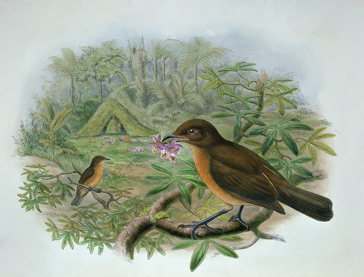 Amblyornis Inornatus, fågelhuvudet trädgårdsfågel av John and Hart, William Gould