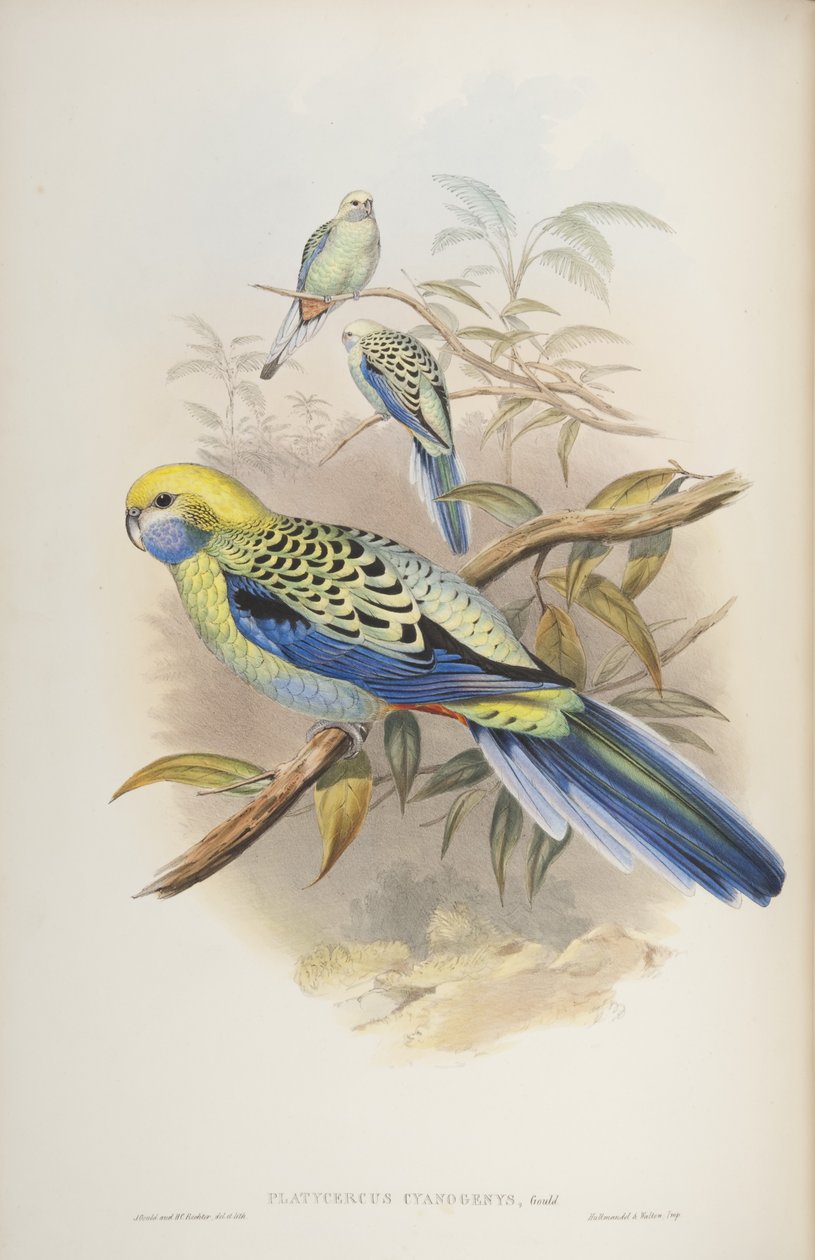 Platycerus cyanogenus, från The Birds of Australia av John Gould, 1840 av John and Richter Gould