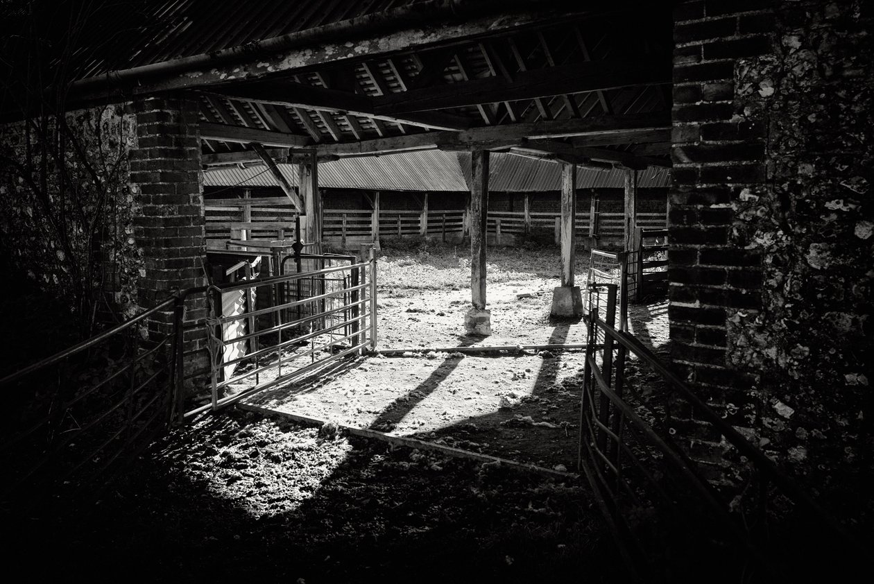 The Goodwood Estate i West Sussex, Storbritannien, 2019 (foto) av Jon Nicholson