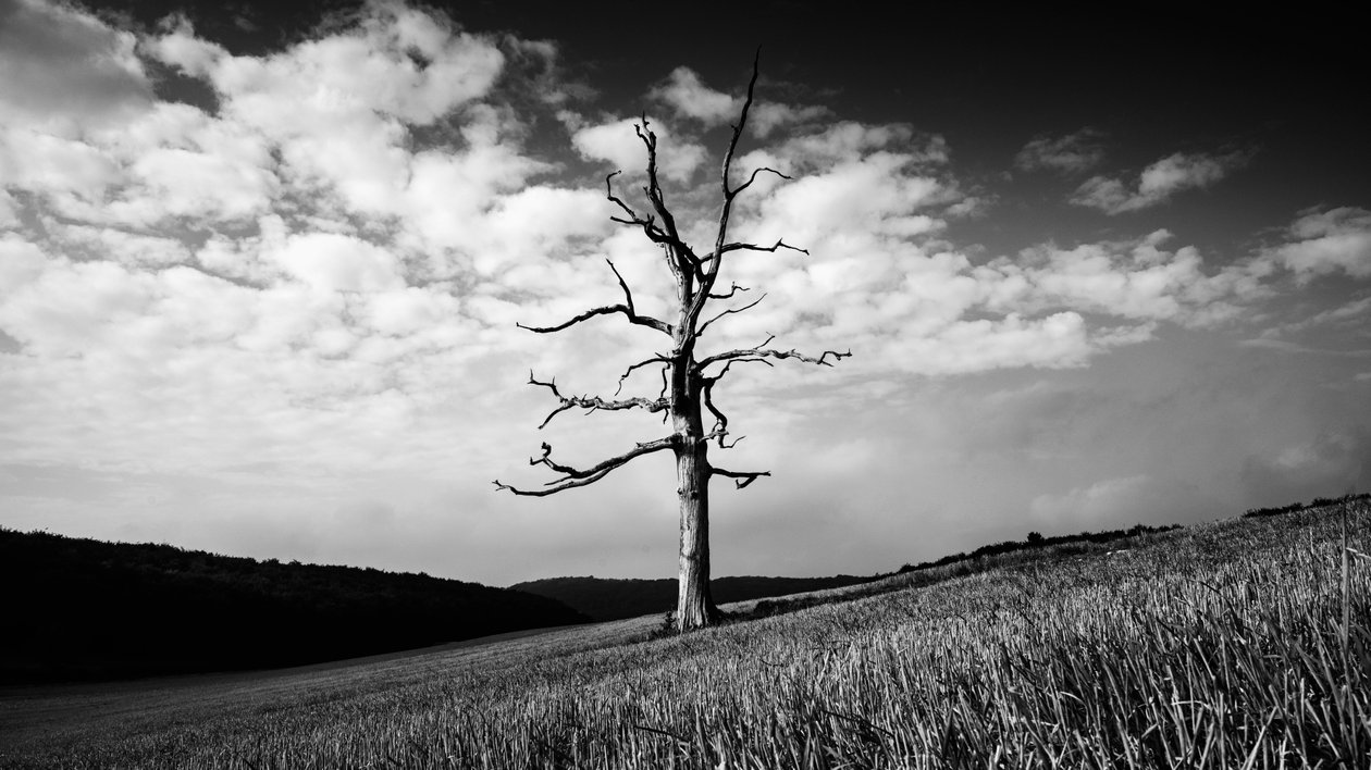  av Jon Nicholson