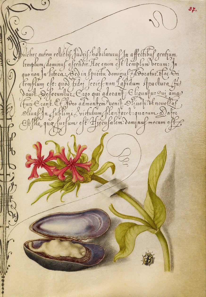 Maltese Cross, Mussel, and Ladybird av Joris Hoefnagel
