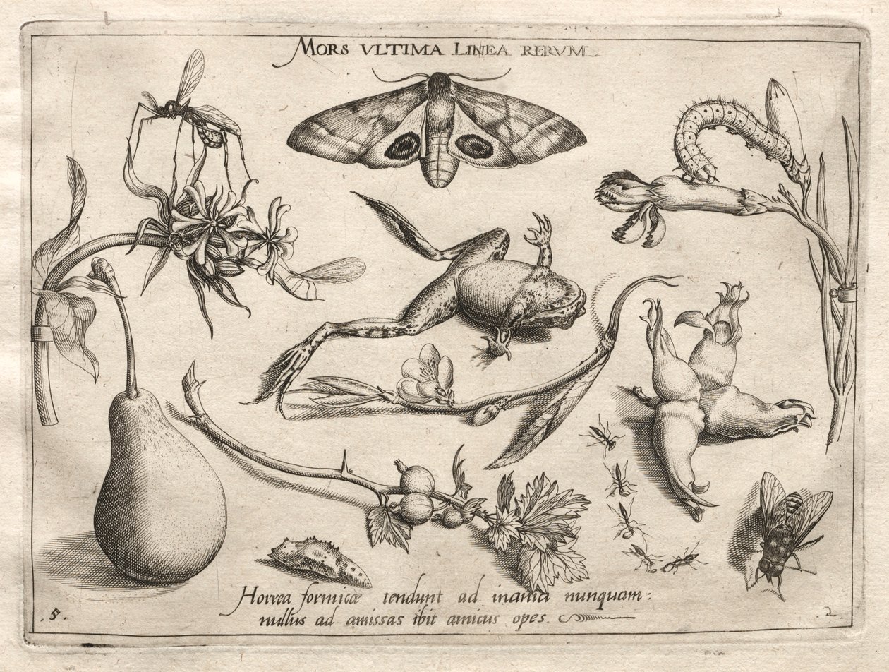 Arketyper och studier: Döden är linjen som markerar slutet på alla del II, plåt 5, 1592. av Joris Hoefnagel