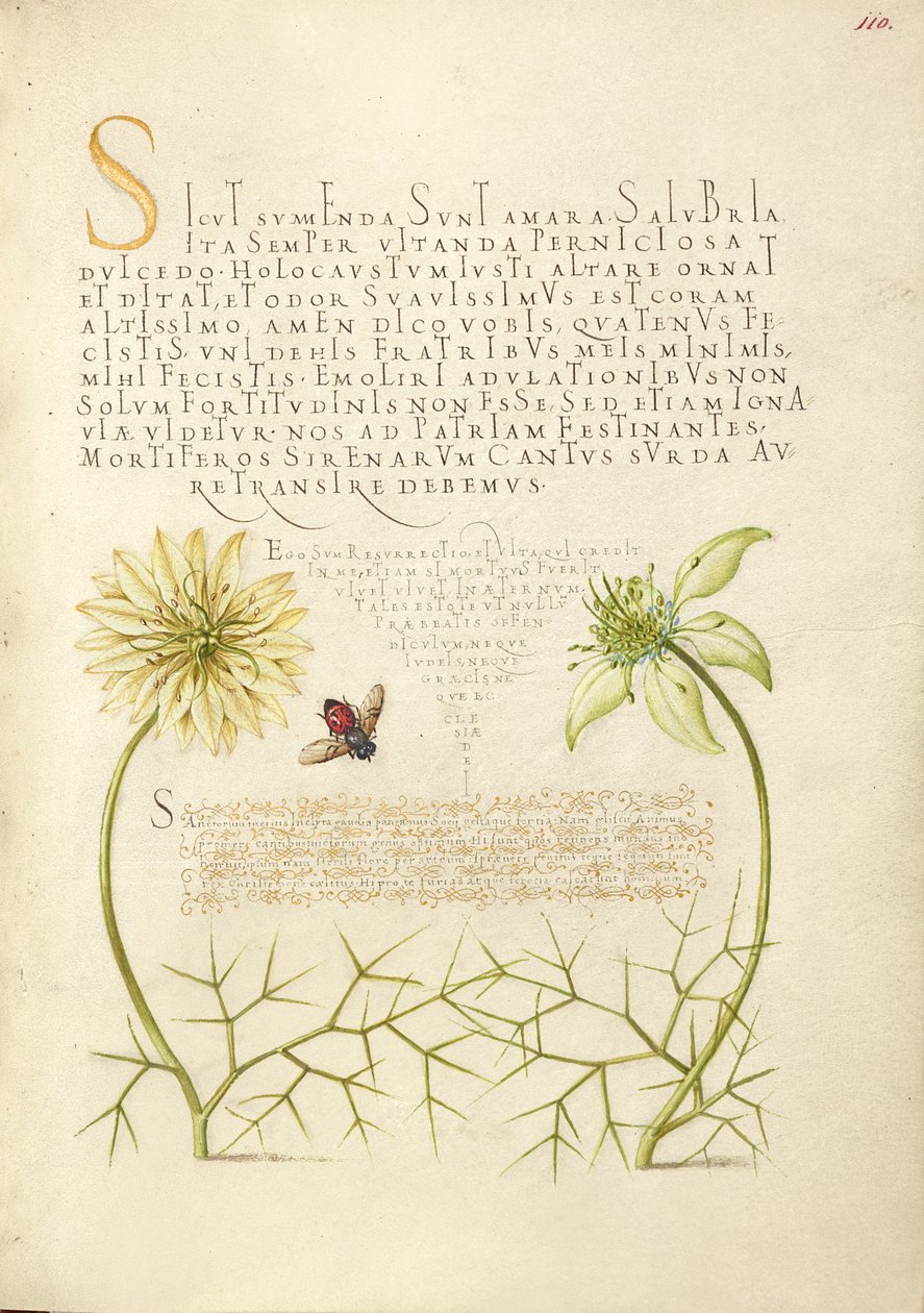 Svarta Cumins och Insect av Joris Hoefnagel