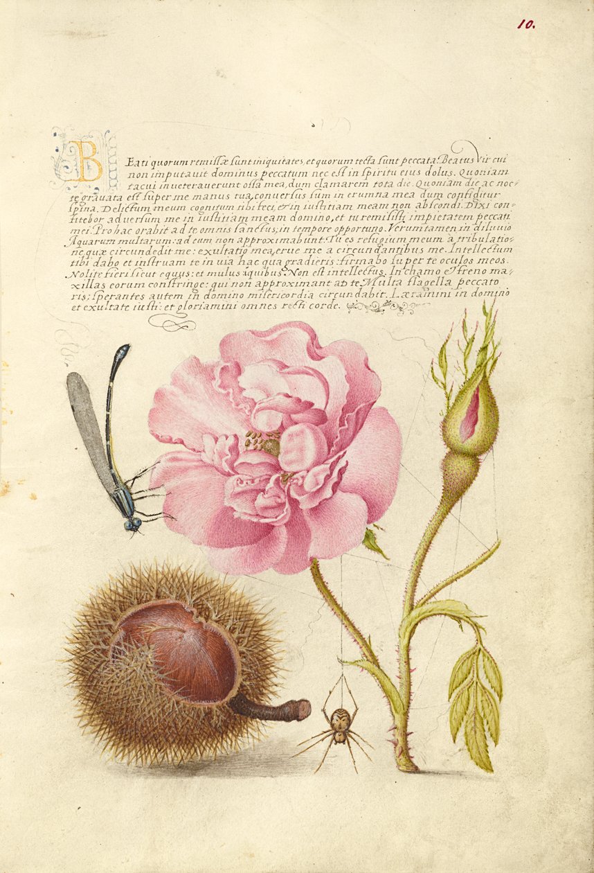 Damselfly, fransk ros, spansk kastanj och spindel av Joris Hoefnagel
