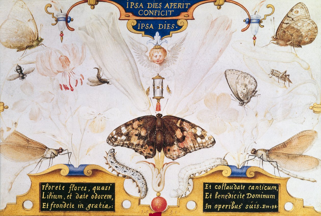 Diptyk med blommor och insekter, 1591 (marouflage & pergament på panel) av Joris Hoefnagel