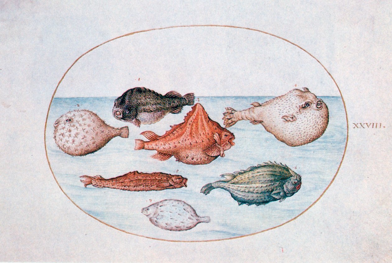 Fisk, 1500-talet av Joris Hoefnagel