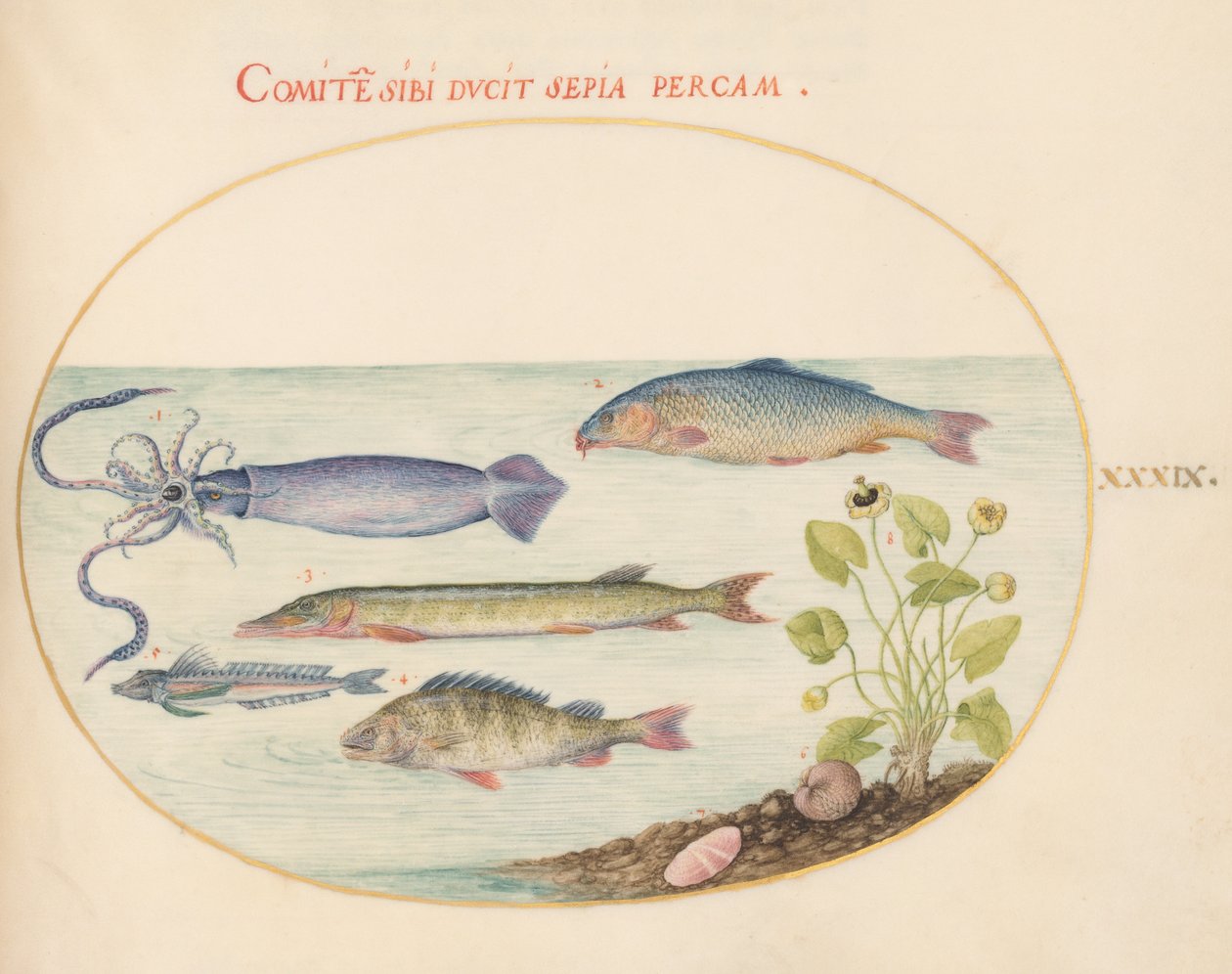 Fisk, ca 1575-80 av Joris Hoefnagel