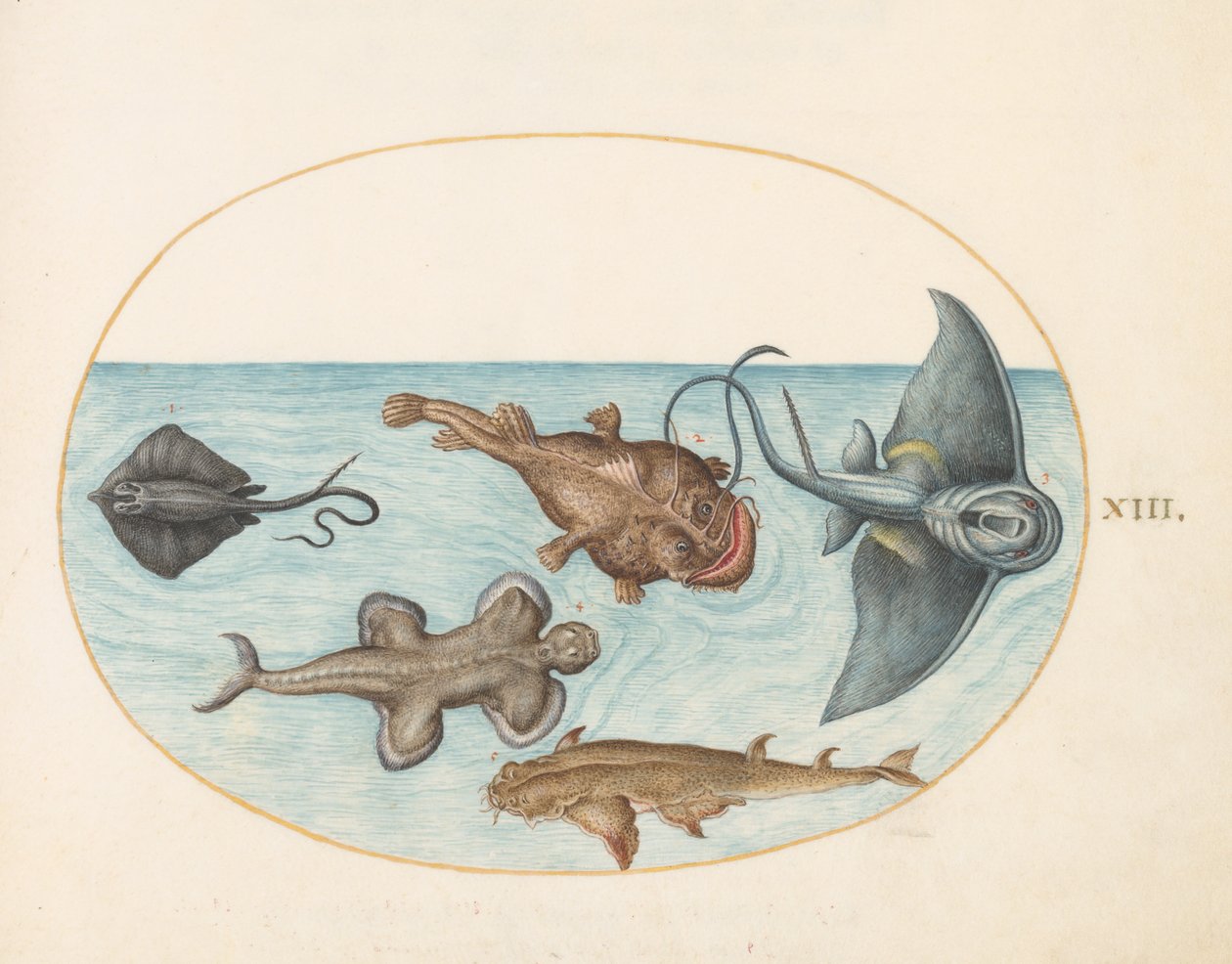 Fisk, ca 1575-80 av Joris Hoefnagel