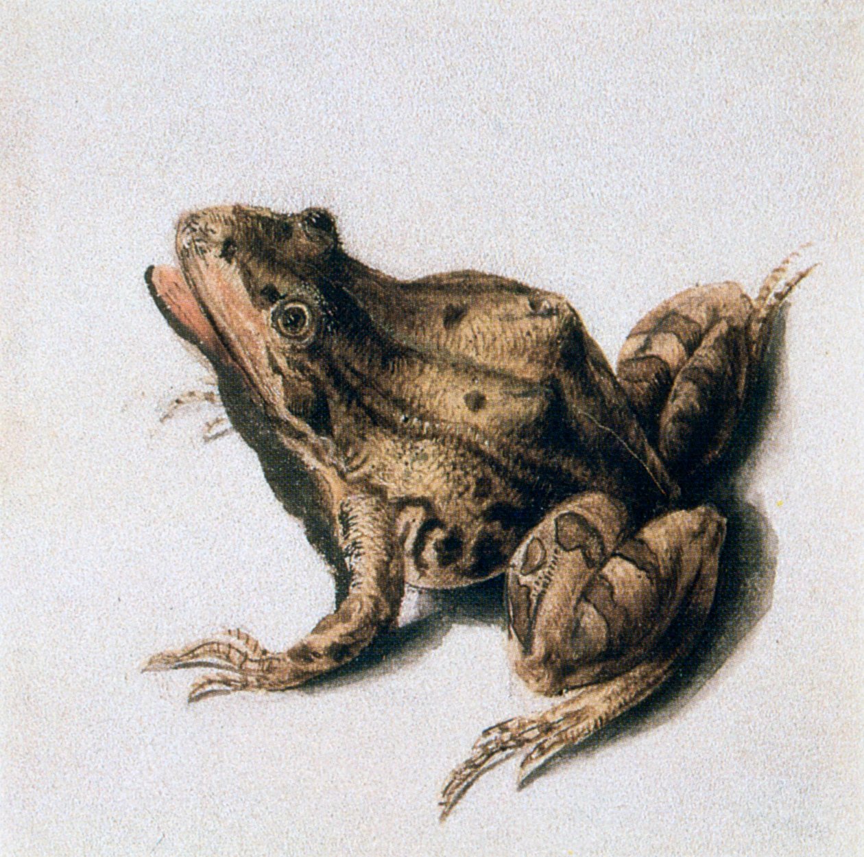 Grön groda, 1500-talet av Joris Hoefnagel
